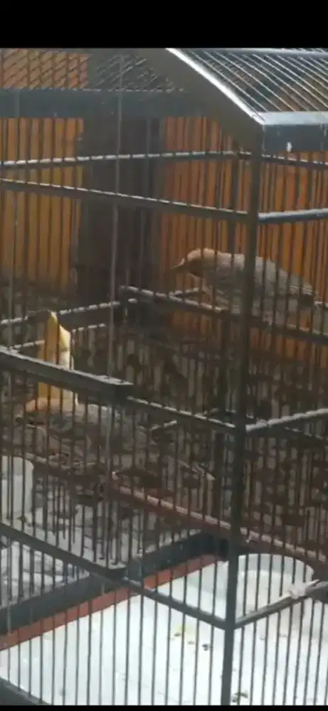 Cucak rowo sepasang suara ropel kartu DNA ready