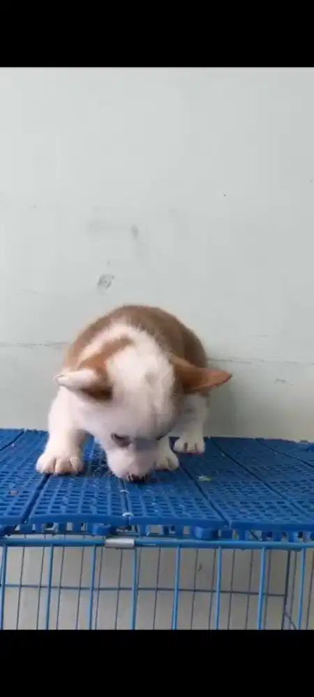 Corgi puppy doggy