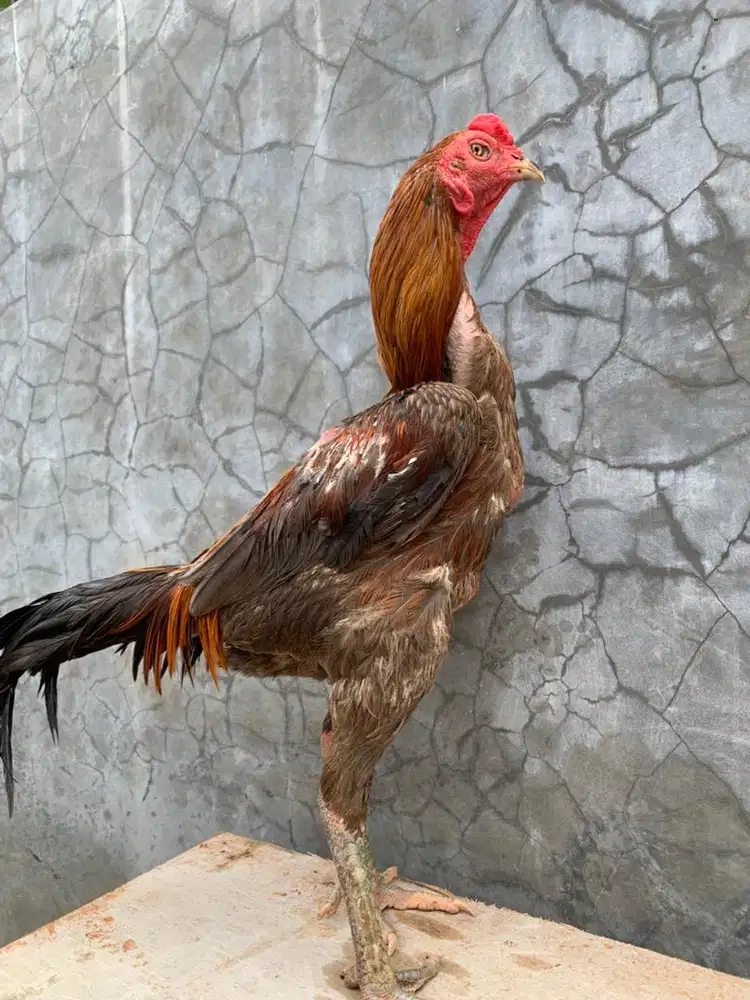 Ayam bangkon x mangon pacek