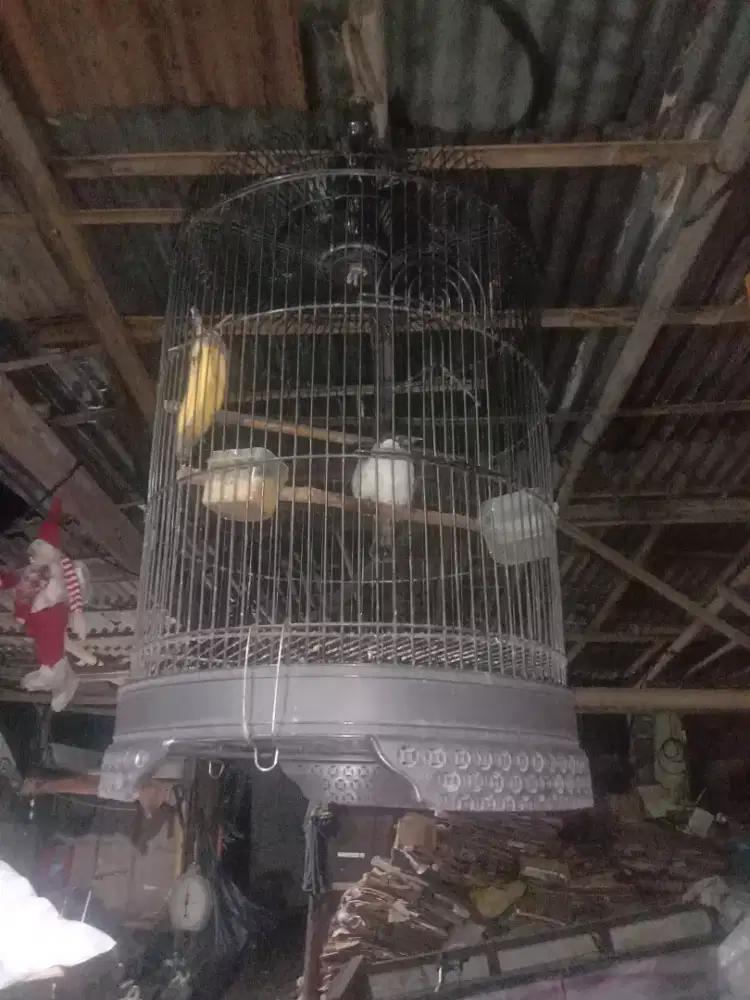 Burung burung tilang