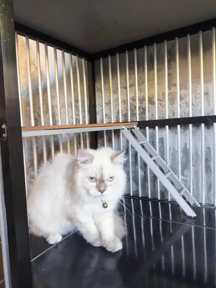 Kucing Ragdoll Betina Super Manja