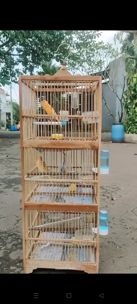 Kenari Lokal Gacor Nego