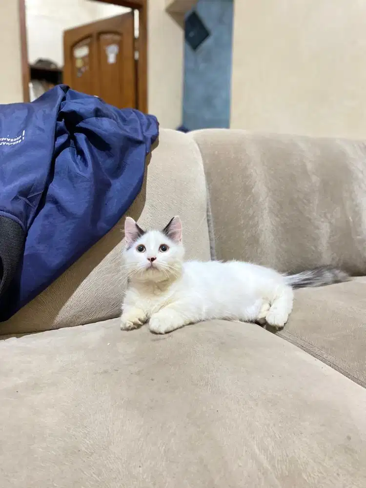 Kucing munchkin kitten minuet