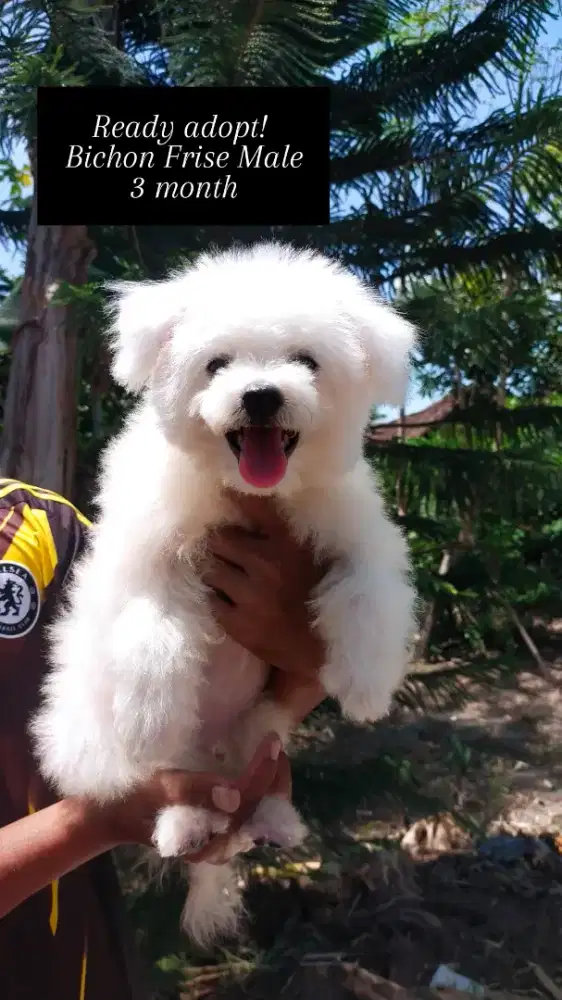 Anak anjing puppy bichon frise jantan