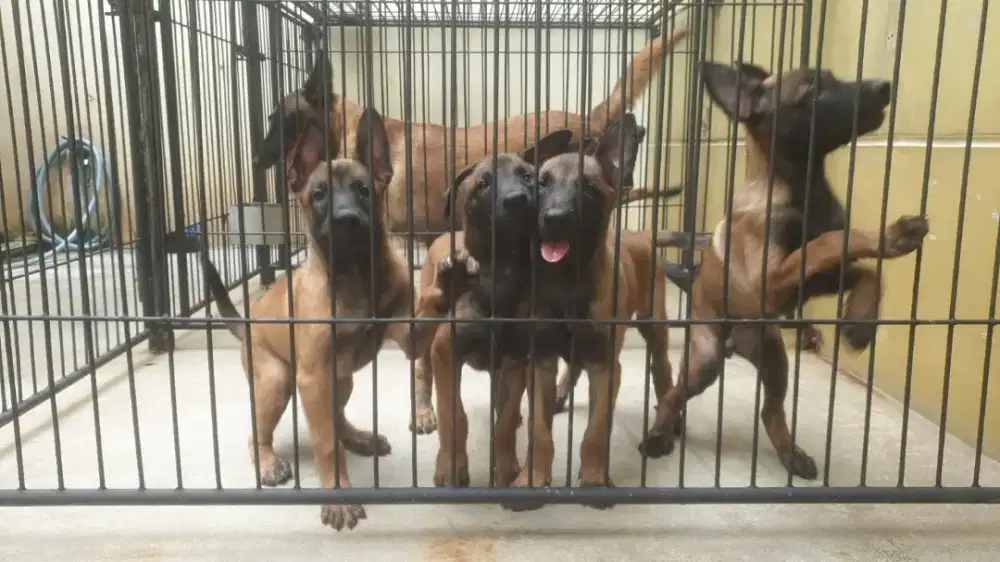 BELGIAN MALINOIS BLOODLINE KNPV IMPORT BELANDA USIA 3 BULANAN