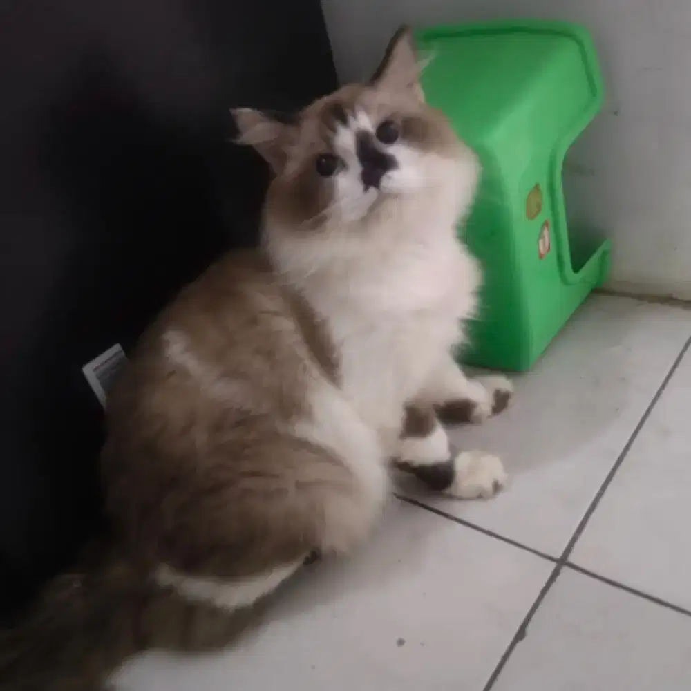 Kucing Ragdoll ( Non-ped)