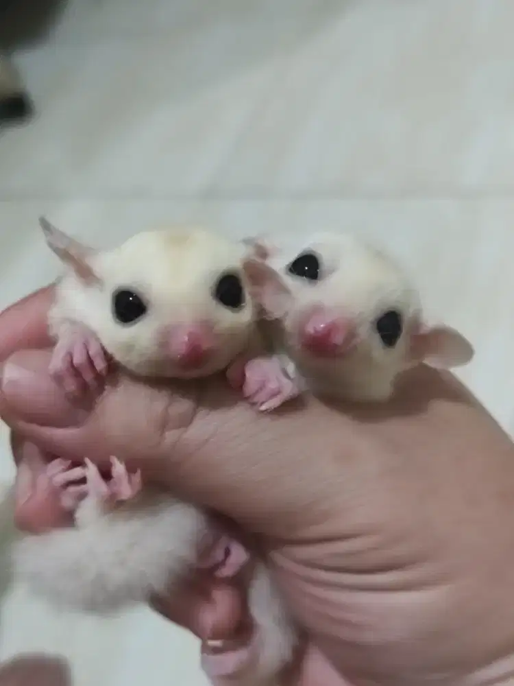 Sugar Glider Leucistic Murah Leu Joey Sepasang Jantan Betina