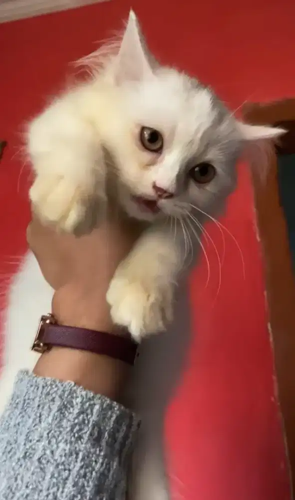 Kitten flatnose betina