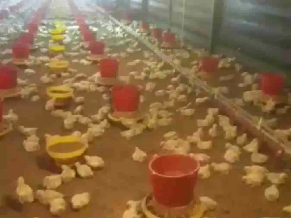 jual kandang ayam omset 1,5Milyar di Ngombol purworejo jateng