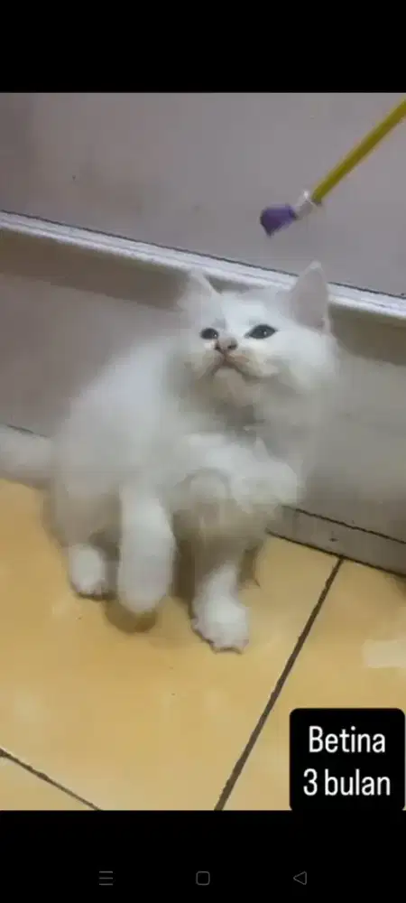 Kucing Persia , umur 3 bulan