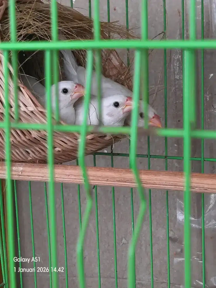 Burung Emprit Jepang Paud putih