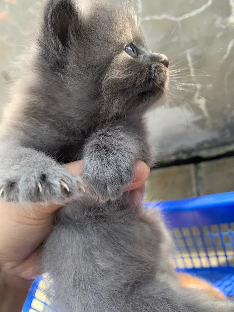 ANAKAN KUCING PERSIA MEDIUM