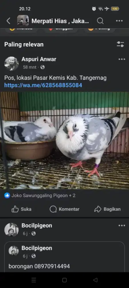 Sepasang Merpati Pos