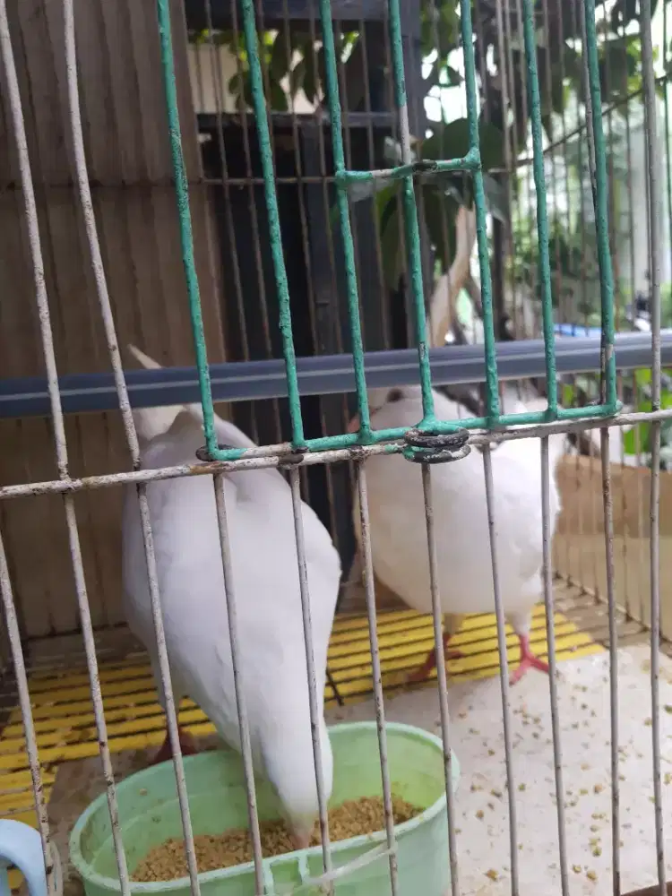 Burung dara Hias Putih satu pasang
