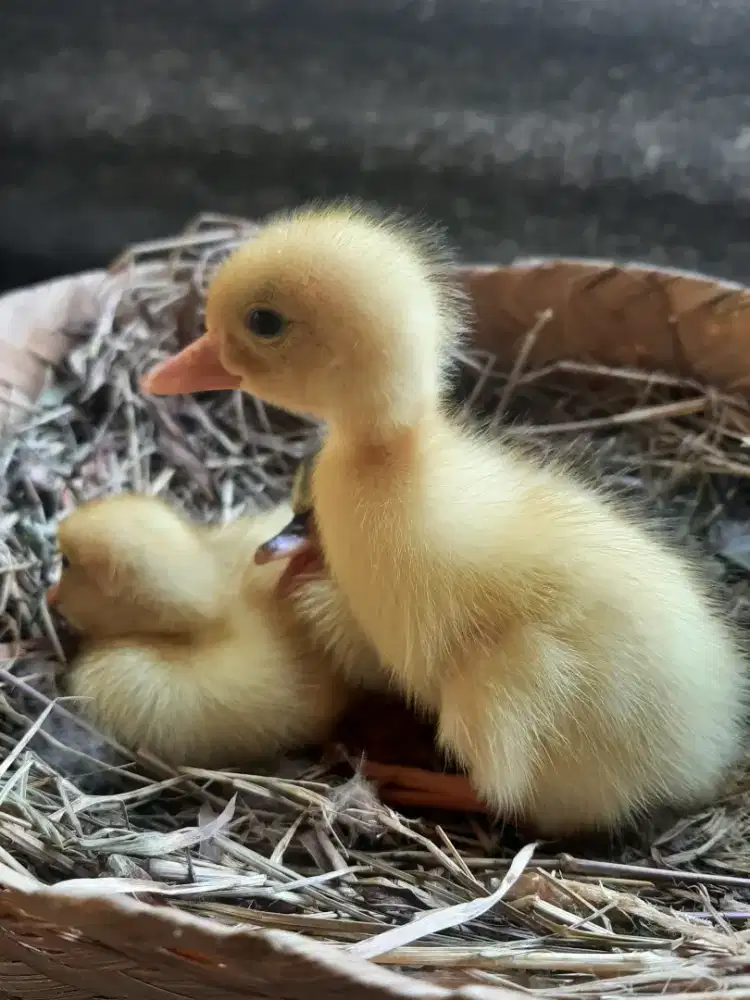 Anakan Itik /Bebek Albino mata merah