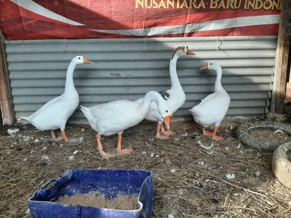 Angsa Putih Indukan