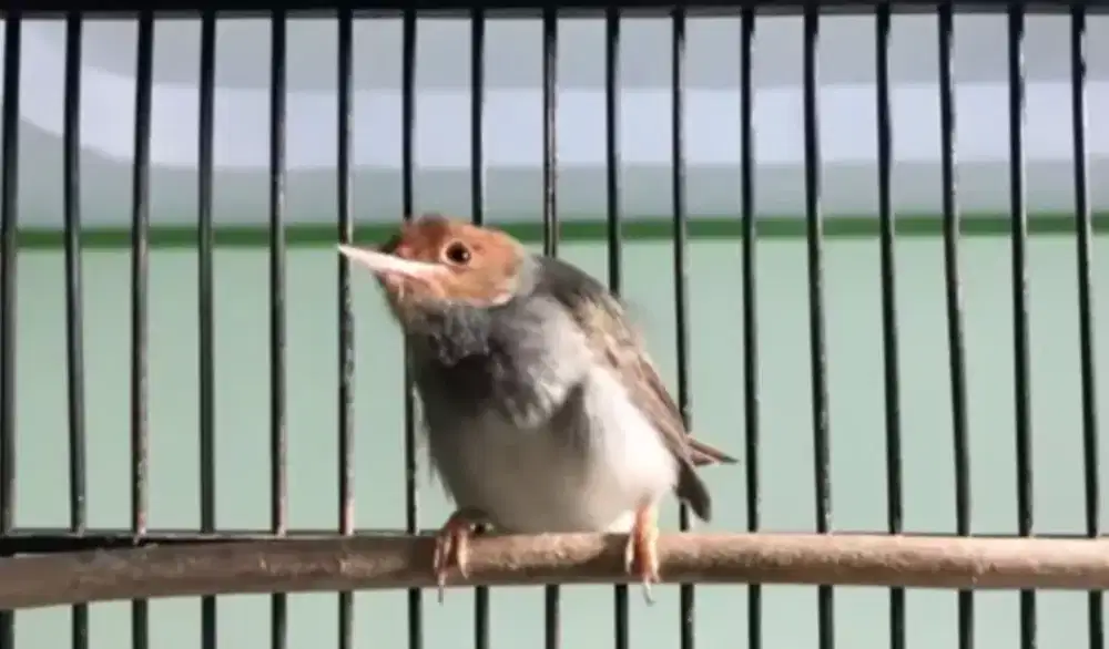 Prenjak betina rajin