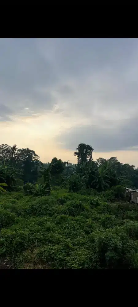 Dijual tanah 64,5 are bonus 12 rumah di sempidi badung bali