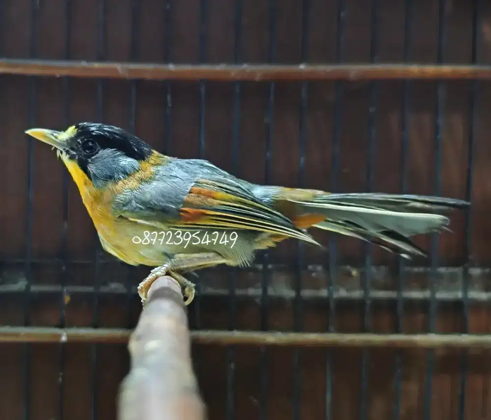 Pancawarna Betina import