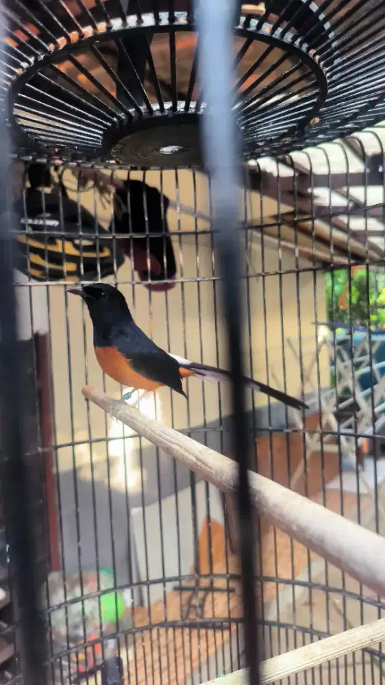 burung murai rajin