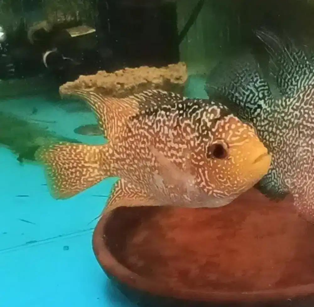 Female GB Kamfa Mongkol