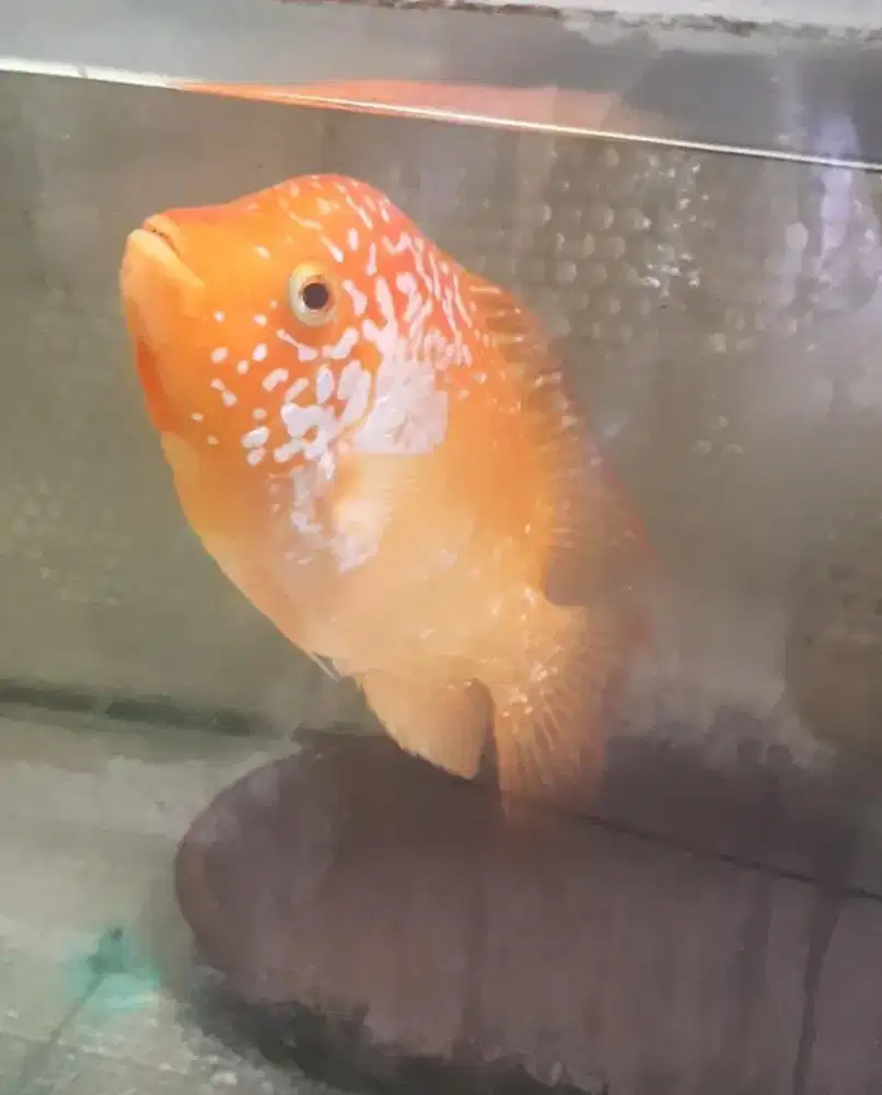 Ikan Louhan Female GB Kamfa F1