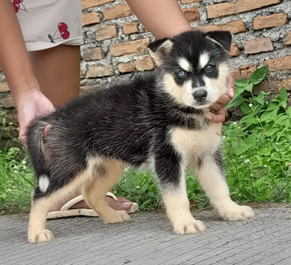 Anjing Siberian husky