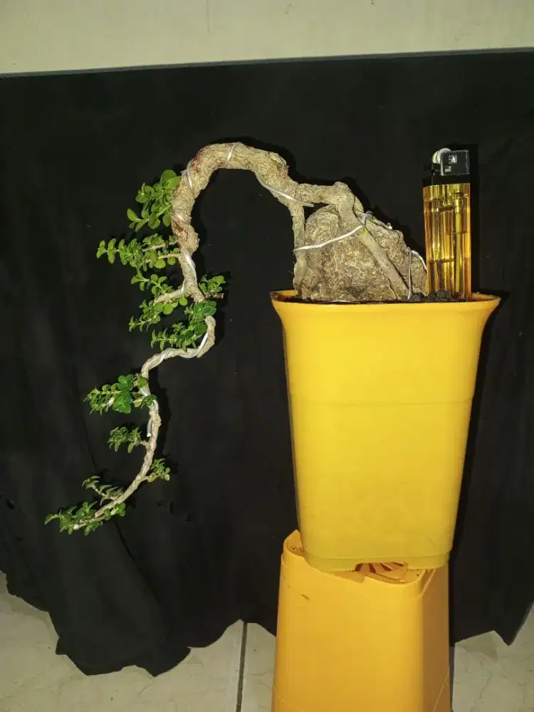 Bonsai sancang cascade