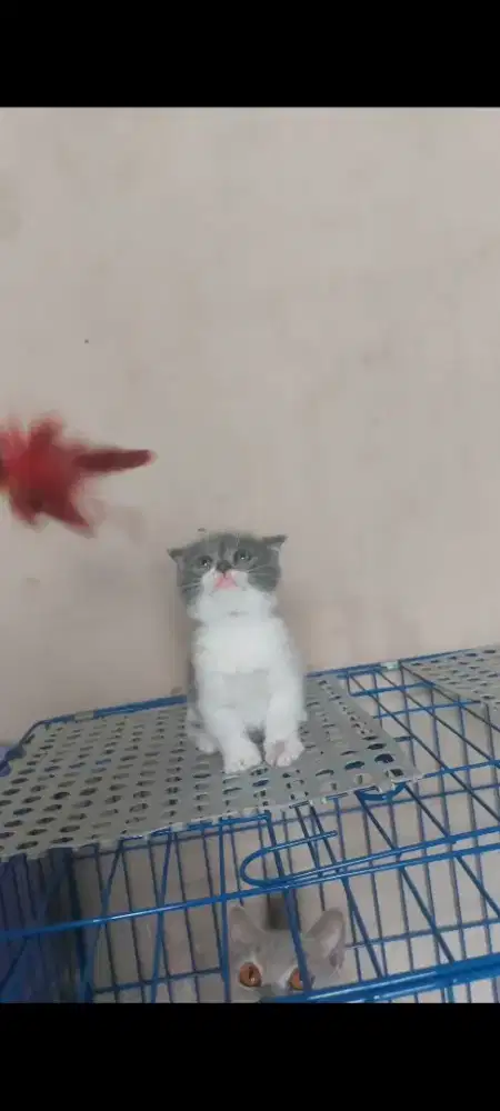 Kitten BSH munchkin BRITISH SHORT HAIR