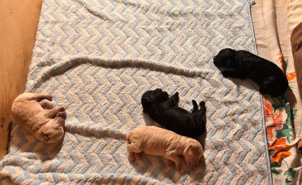 Open booking pure poodle