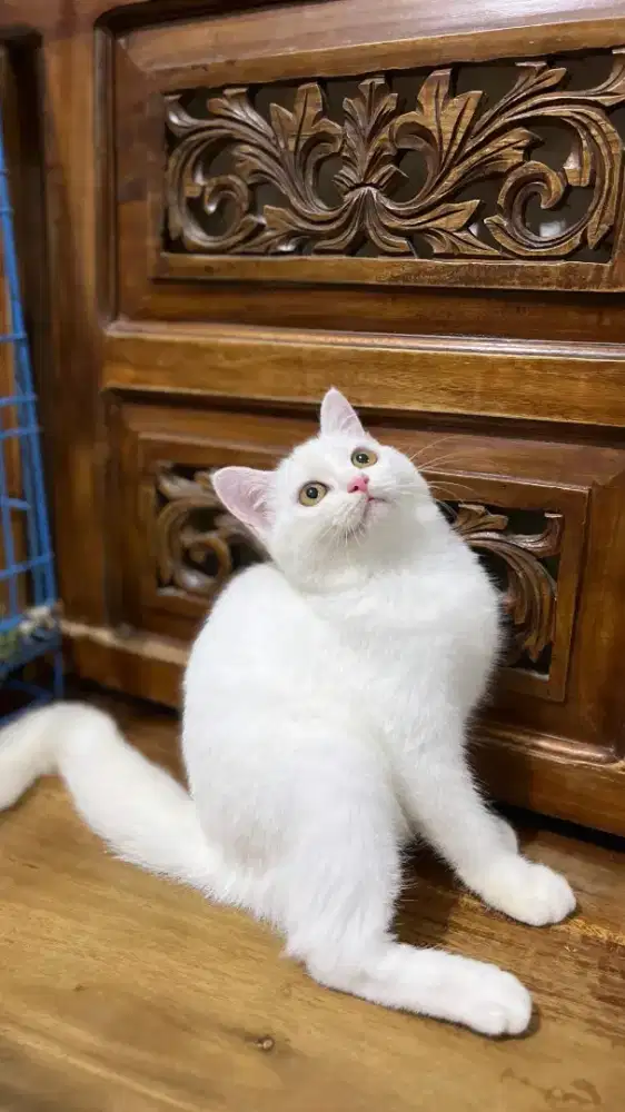 Ready bsh mix Persia