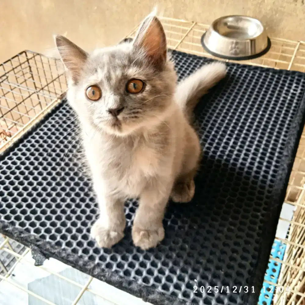 Persia betina Take me popmom plis