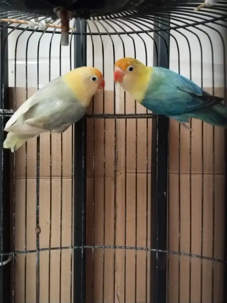 burung love bird biola sable pala cling