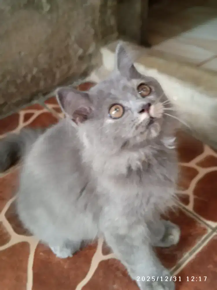 Persian betina takeme popmom plis