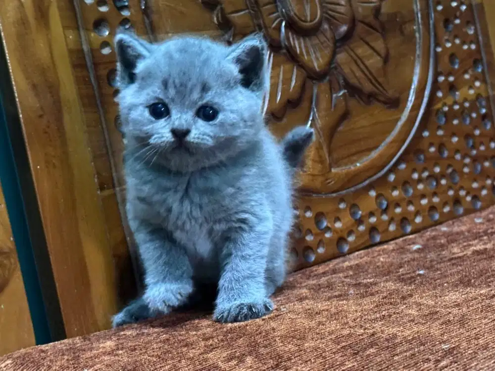 British shorthair