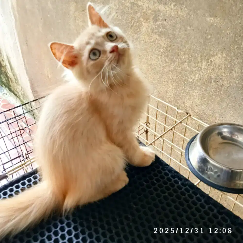 Persian jantan takeme popmom plis