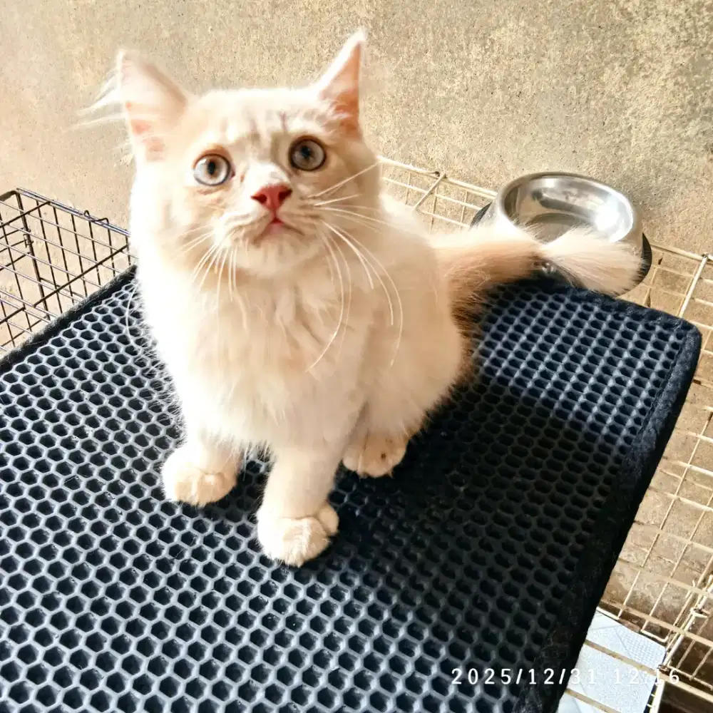 Persian jantan takeme popmom plis