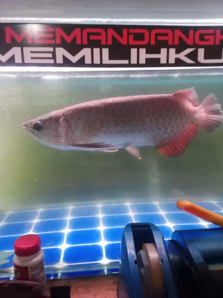 Ikan arwana green super