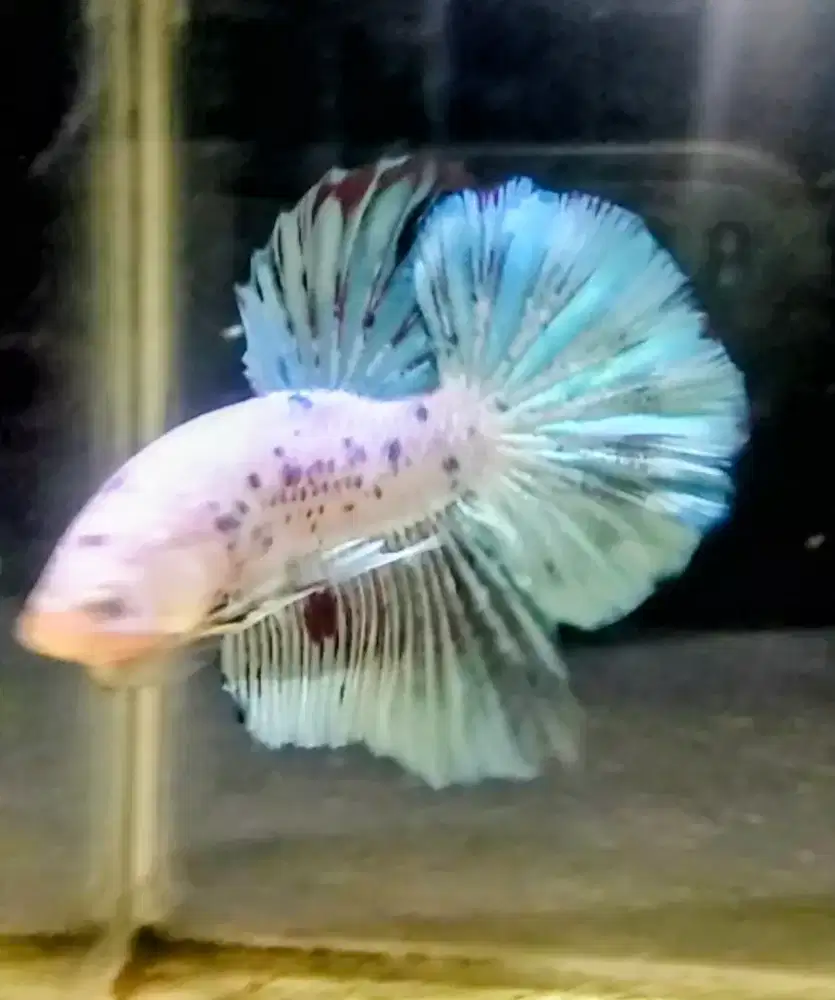 Ikan Cupang Ginat HMPK