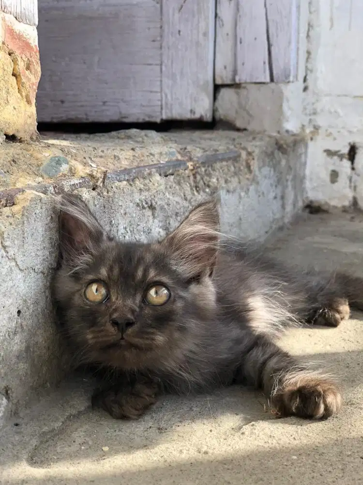 Kucing anggora jantan