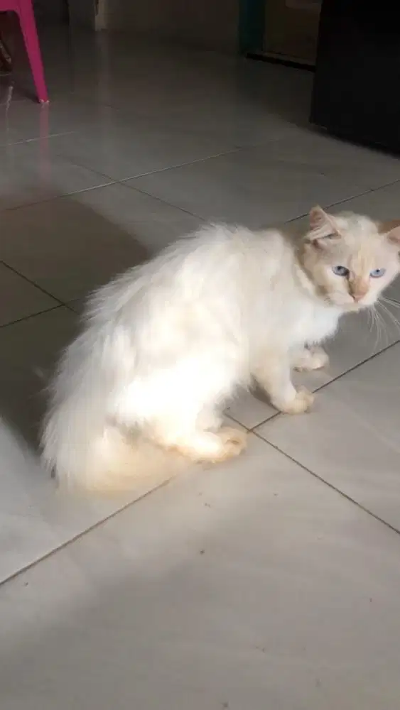 Kucing anggora himalaya