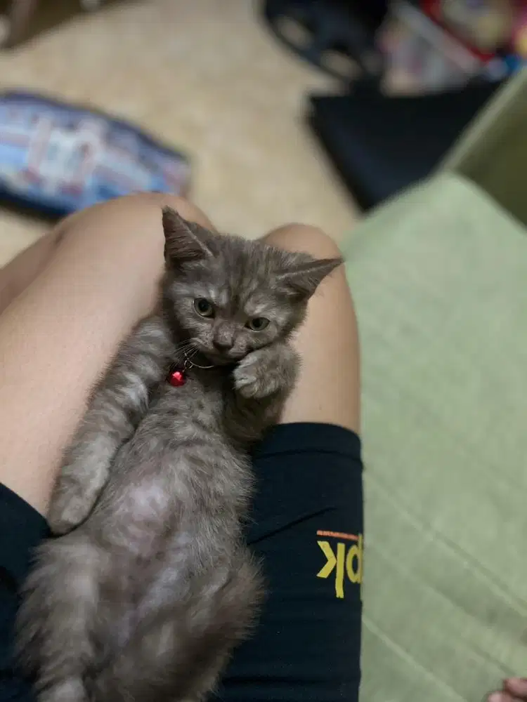 Kucing bsh coklat nego