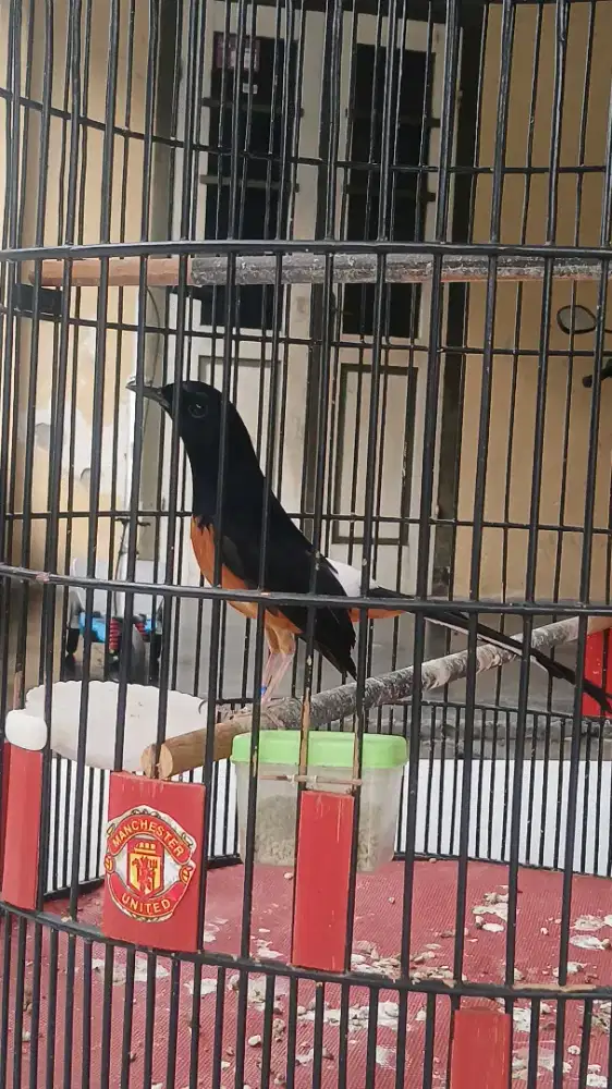 BURUNG MURAI BATU MEDAN