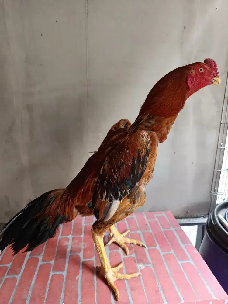 Ayam shamo jepang
