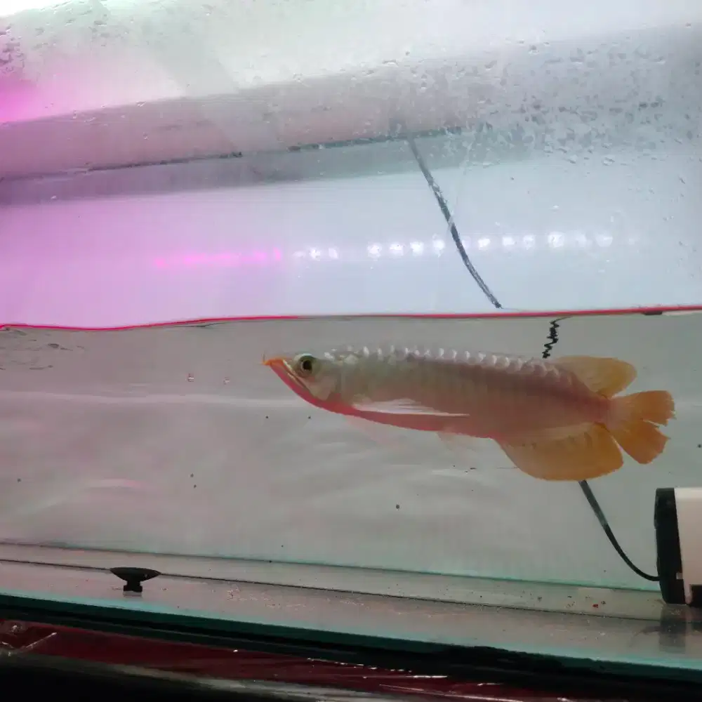 Ikan aro Super red 22-24 cm spesial anatomi