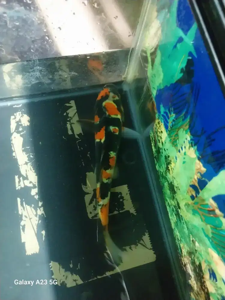 Ikan koi doitsu showa naruto