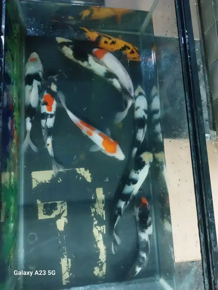 Paketan ikan koi 25-27cm
