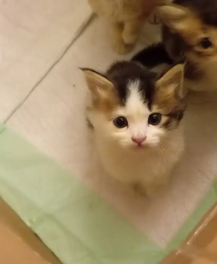 Kitten British Shorthair/BSH mix breed