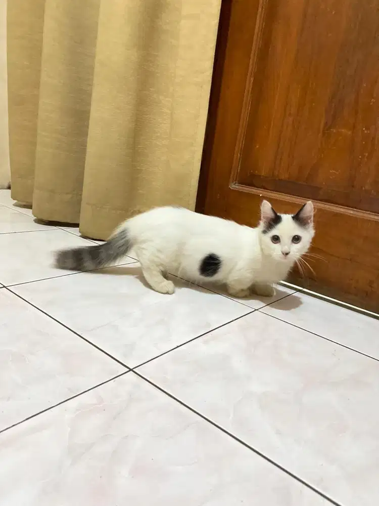 Kucing kitten munchkin top standar minuet