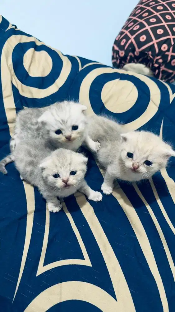 OPEN BOOKING LA BSH (british shorthair)/SS/SF kitten